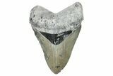 Serrated, Fossil Megalodon Tooth - North Carolina #272393-1
